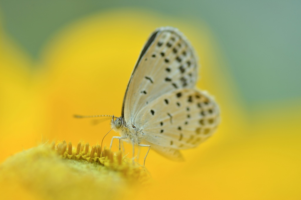 YELLOW YELLOW HAPPY
