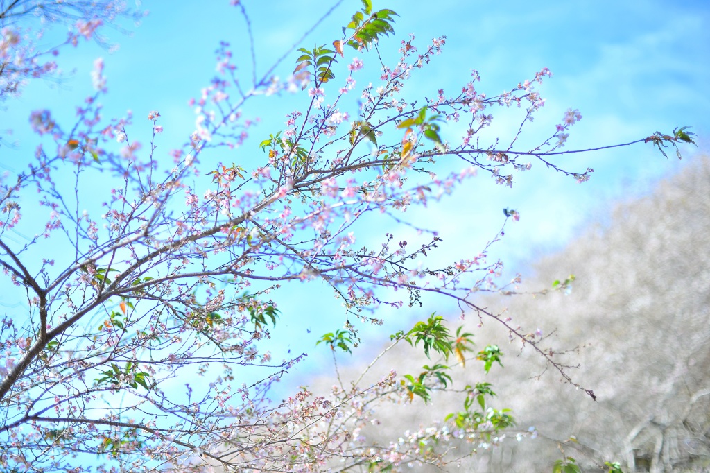 秋に降る華