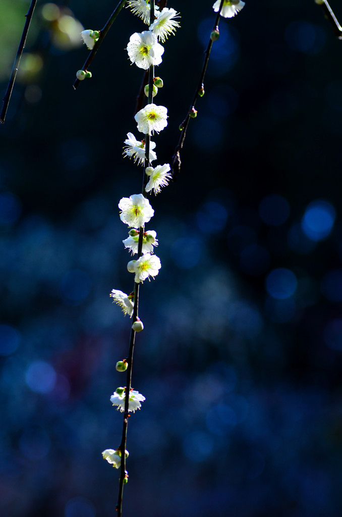 花は咲く