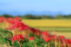 田舎の秋はのんびり