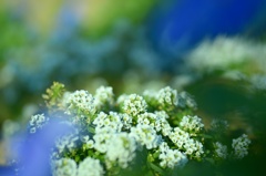 Sweet alyssum