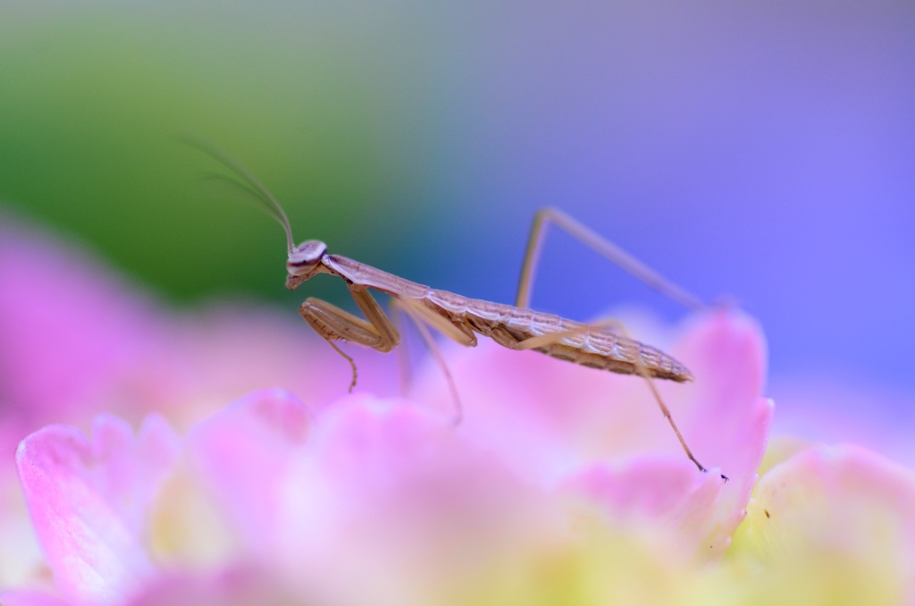 生まれたばかりの