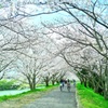 春のトンネル抜けて♪