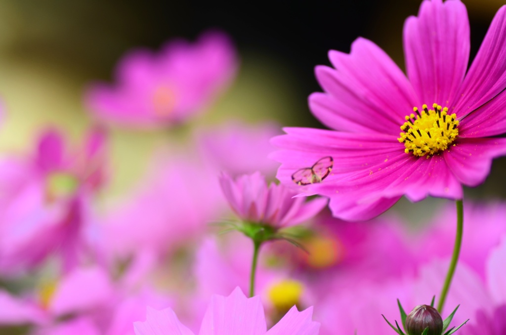 お花の妖精！？