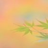 秋が過ぎても