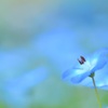 漂う夢のブルー