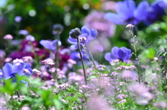 ルンルンお花