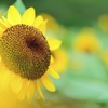 夏の感情
