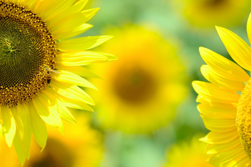 You Are the Sunshine of My Life