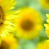 You Are the Sunshine of My Life