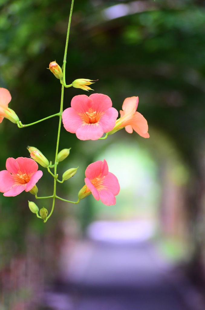 秘密の花園はこちら～♪