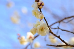 小梅舞う
