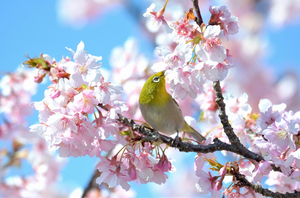 春はパラダイス♪