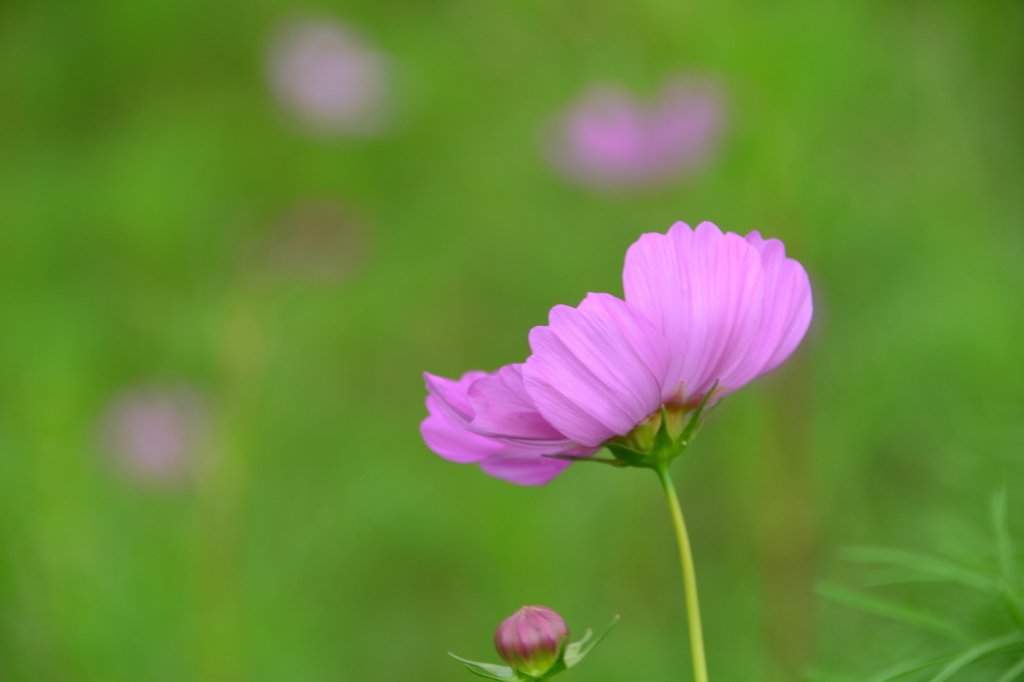 風に吹かれてふわり