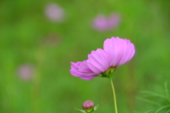 風に吹かれてふわり