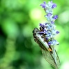 やっぱりお花が好き？