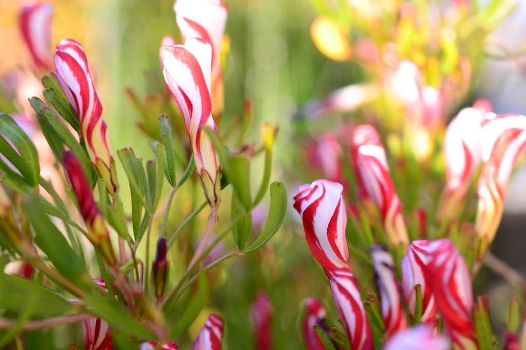 サイケデリック飴似花