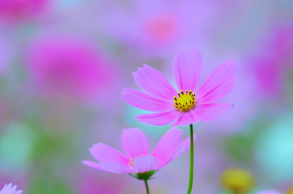 うす紅いろのほほえみ
