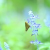 天使のささやき