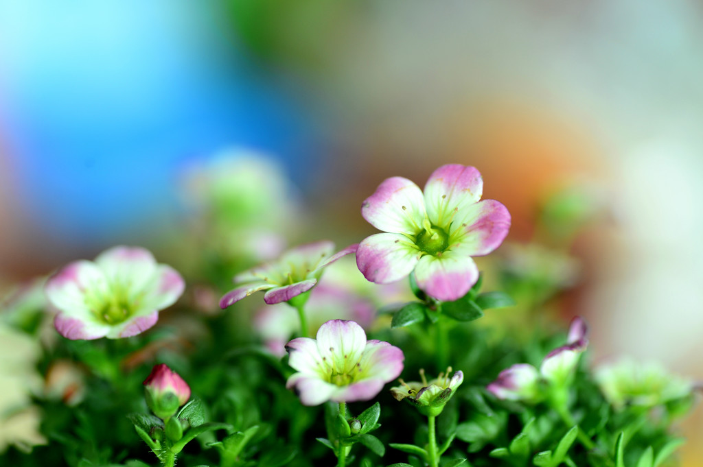 可憐なお花♪