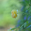 秋薔薇の憂い