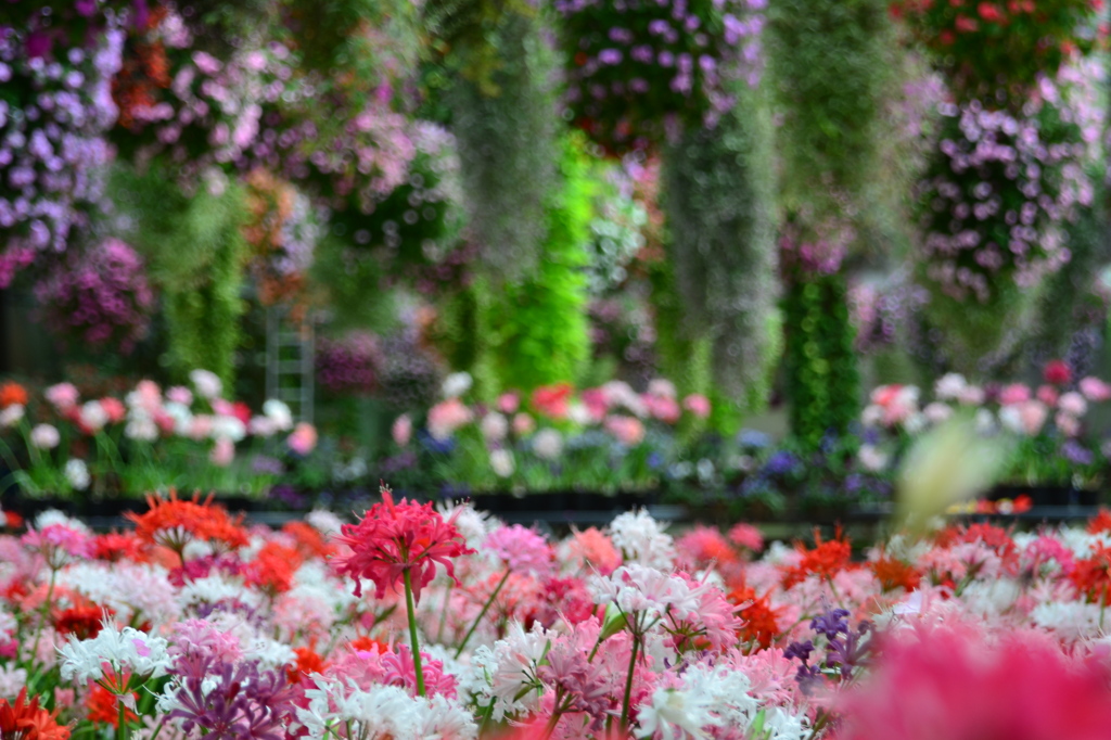 魅惑のお花畑
