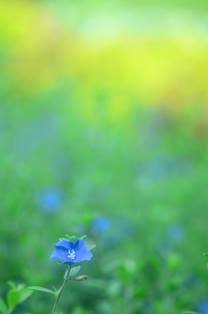 ときどきお花♪
