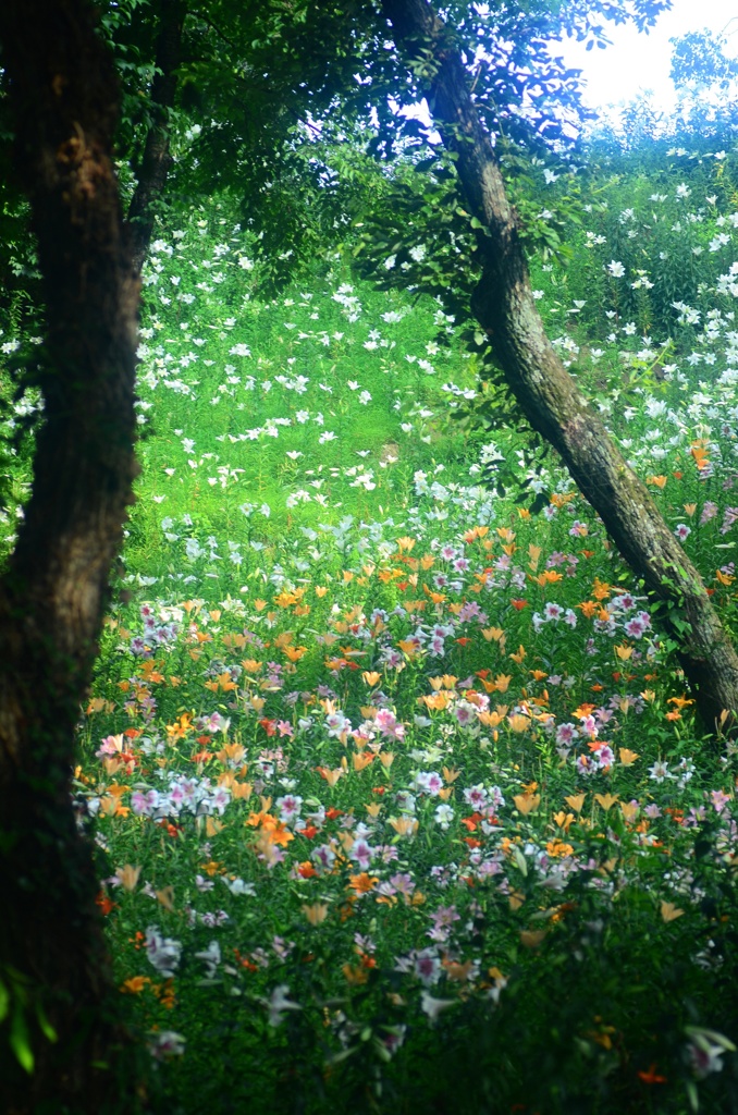 秘密の花園
