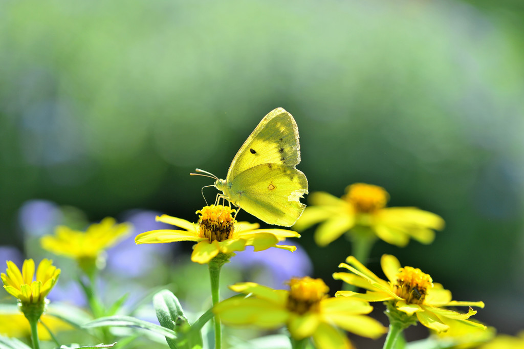 秘密の花園