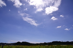 真夏のひまわり畑