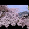 桜燃える