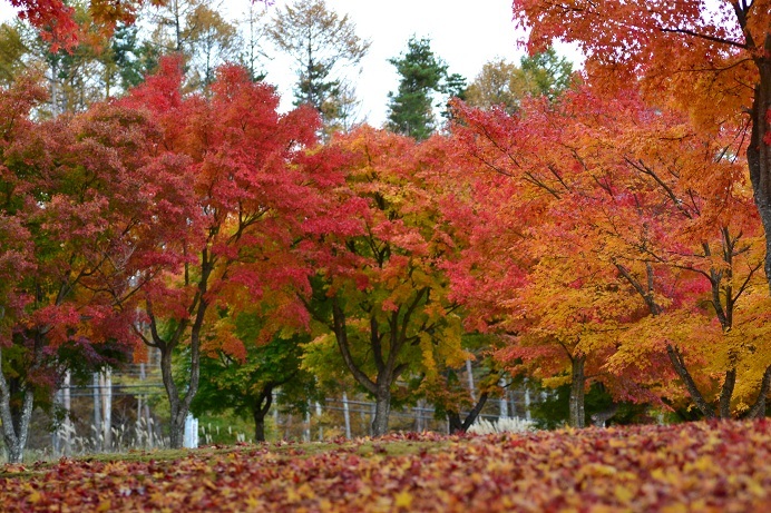 高原の紅葉