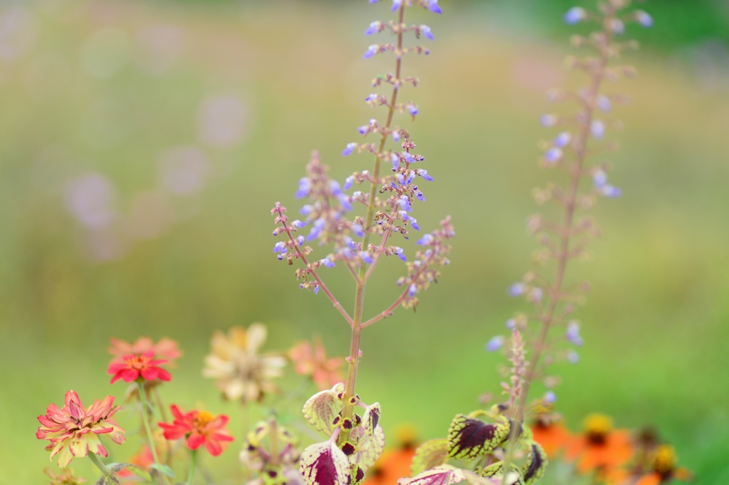 優しさ運ぶ秋の花♪