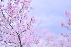 雪。。のような華