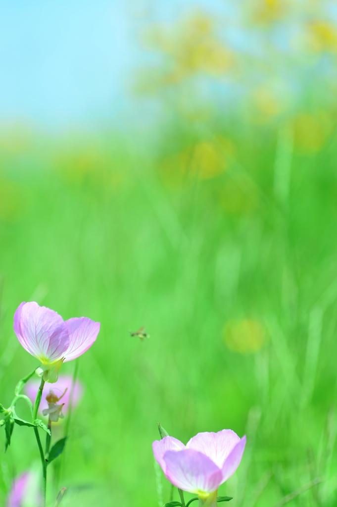 夏のそよ風