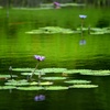 夏の日の幻想