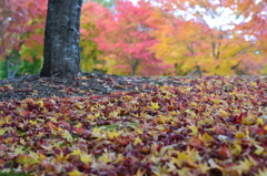 日本の秋～