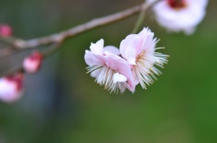 よりそって