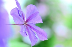 頬に夏の風