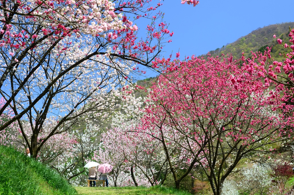 花桃日和