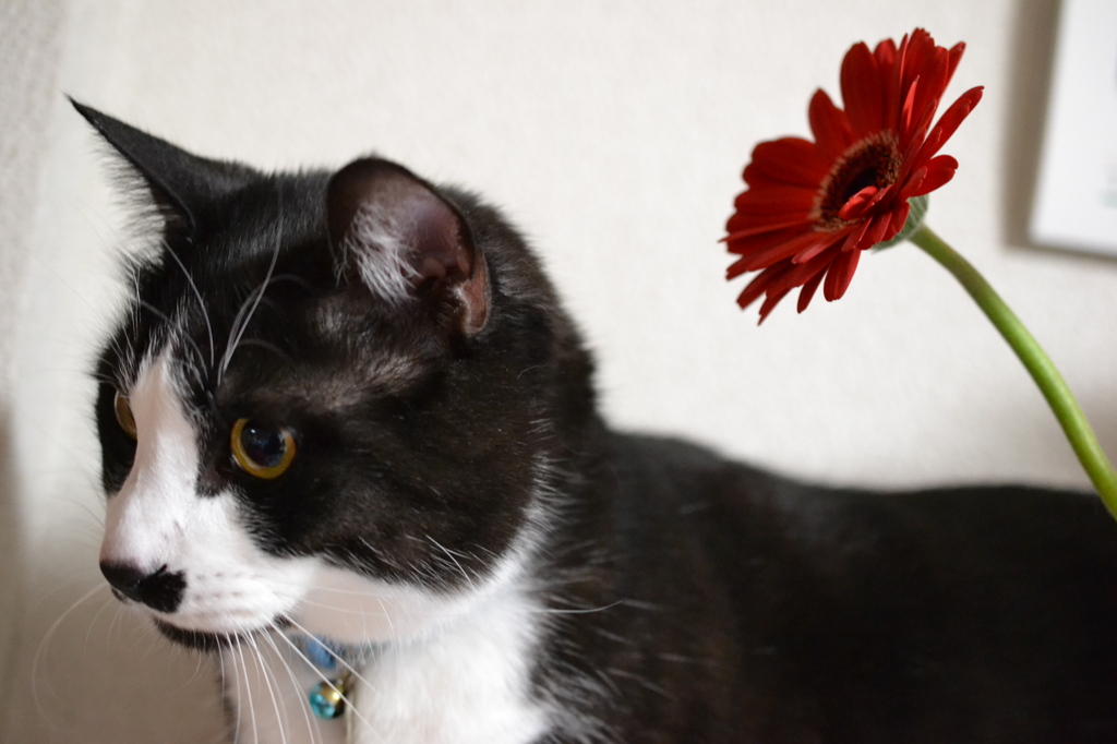 ボクとお花と