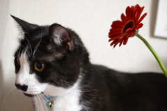 ボクとお花と