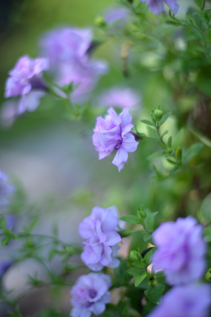 青い花