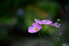 ゆれながら咲く花