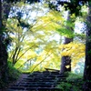 森へ行きましょう