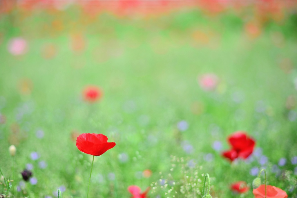 野の花と遊ぼう♪