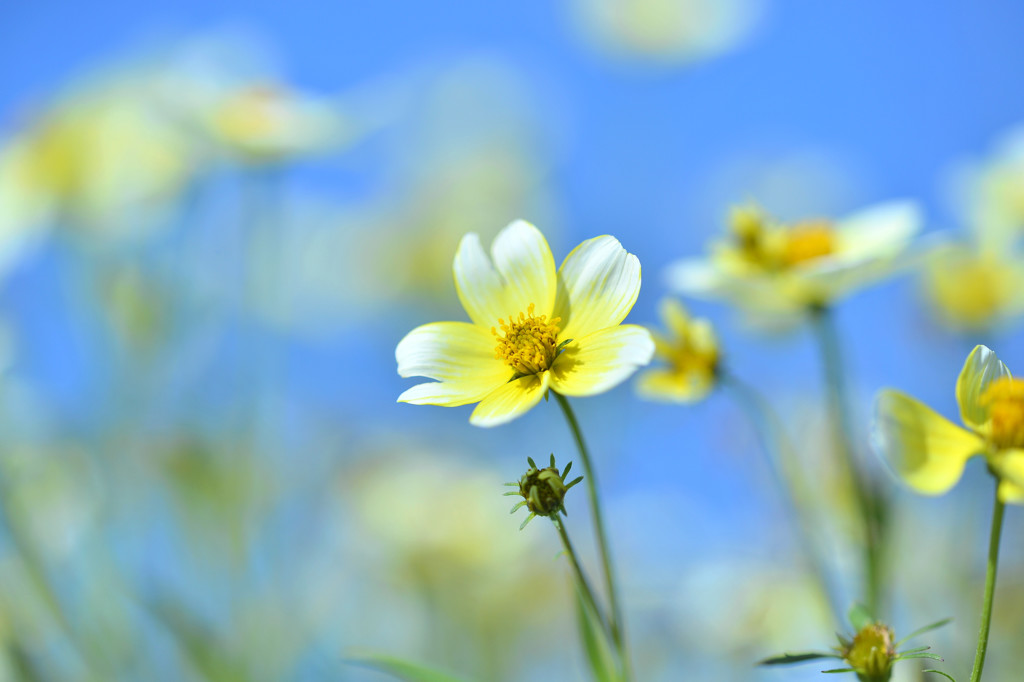 ときどきお花♪