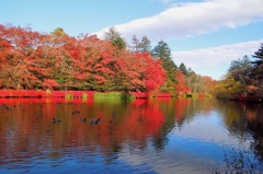 水辺を紅く染め