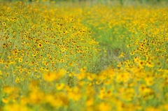 お花の小道を歩く