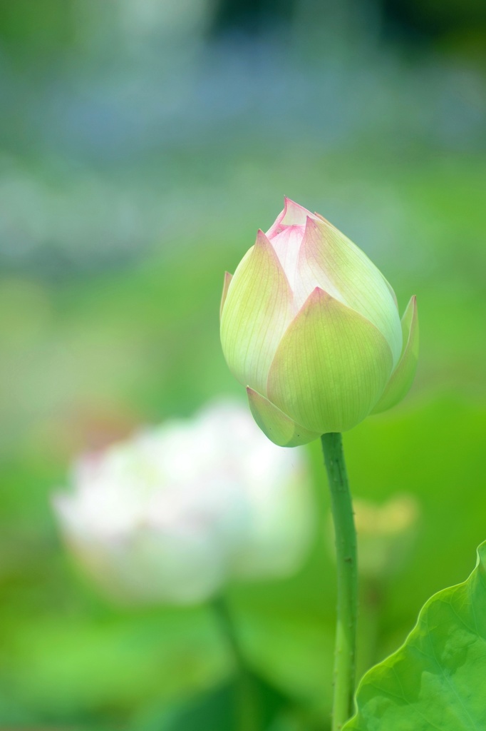 この世の花